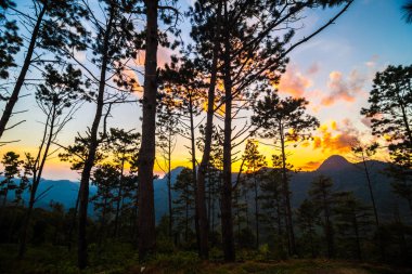 Çam ağacı renkli gökyüzü bulut, güzel manzara ile dağ günbatımı