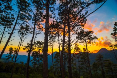 Silhuate ağacı ile sarı gökyüzü bulut dağ Sunset'teki