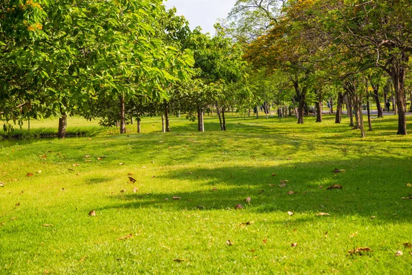 Parque de la ciudad con prado verde y árbol —  Fotos de Stock