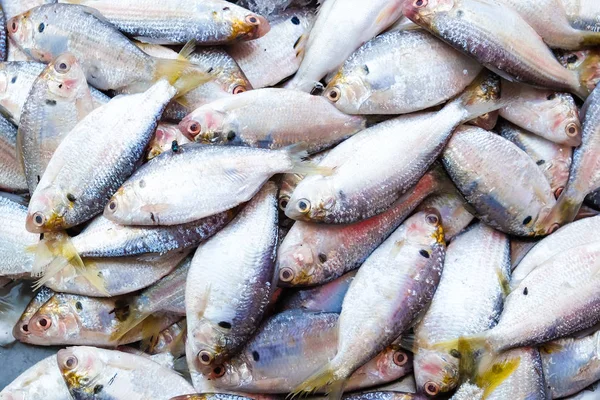 Pescado Mercado Pesquero Mariscos Industriales —  Fotos de Stock