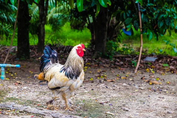 Colourful Roster Nature Farm Hen Agricultural Industrial — Stock Photo, Image