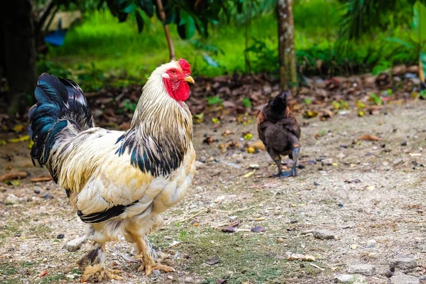 Colourful Roster Nature Farm Hen Agricultural Industrial — Stock Photo, Image