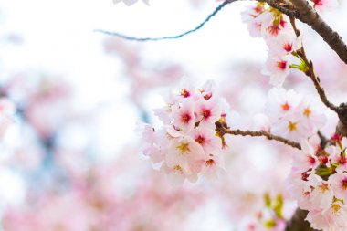 Ağaç brance yakın kadar Sakura çiçek üzerinde pembe kiraz çiçeği