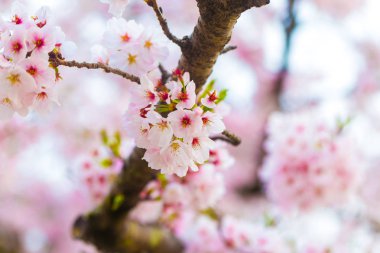Ağaç brance yakın kadar Sakura çiçek üzerinde pembe kiraz çiçeği