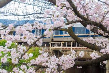 Kiraz çiçeği arka plan gezi Japonya ile tren