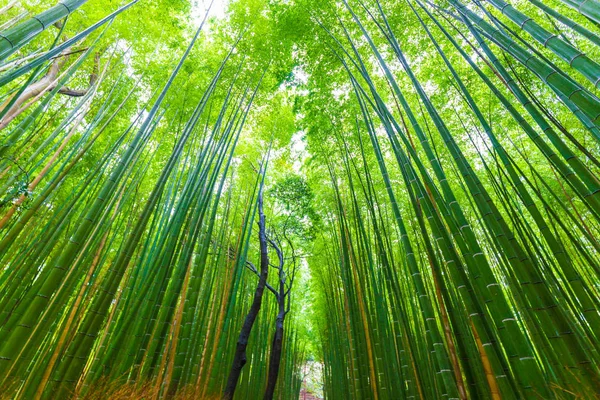 Зеленый Фон Бамбукового Леса Арасияма Киото Япония — стоковое фото