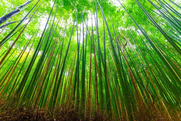 京都府嵐山竹森の緑背景 — ストック写真