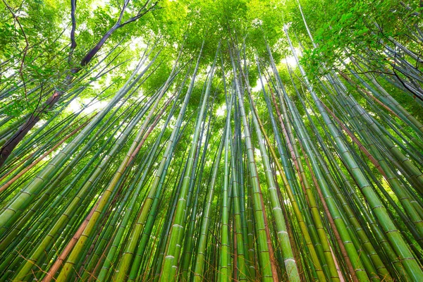 Arashiyama Floresta Bambu Fundo Verde Kyoto Japão — Fotografia de Stock