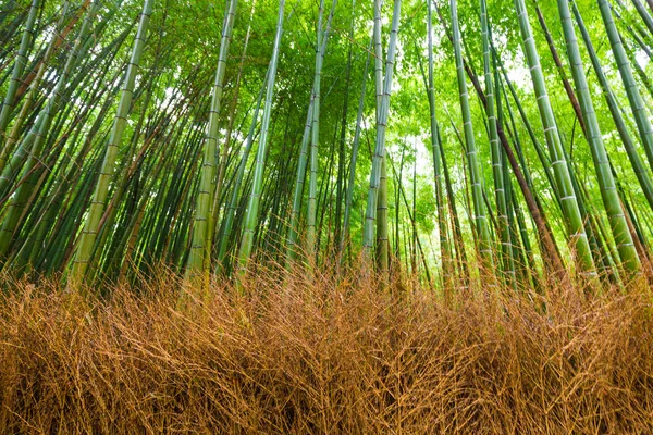 Arashiyama Bamboo Forest Green Background Kyoto Japan — Stock Photo, Image