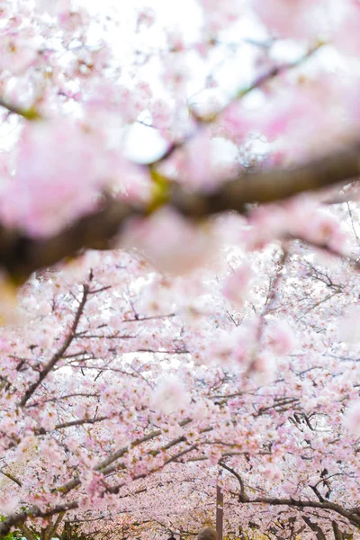 Rosa Kirschblüte Auf Baumzweigen Aus Nächster Nähe Sakura Blume — Stockfoto