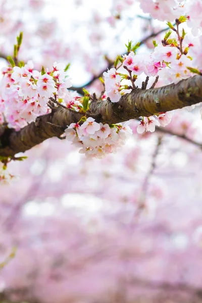 Pink Cherry Blossom Tree Brance Close Sakura Flower — Stock Photo, Image