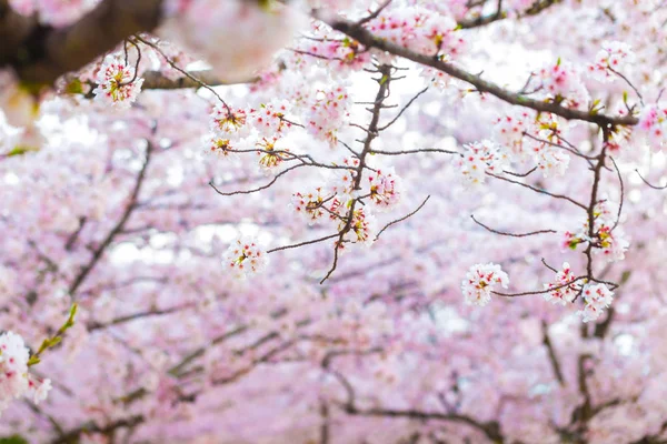 Sakura Kirschblüte Hintergrund Tiefe Des Feldes Selektiver Fokus — Stockfoto