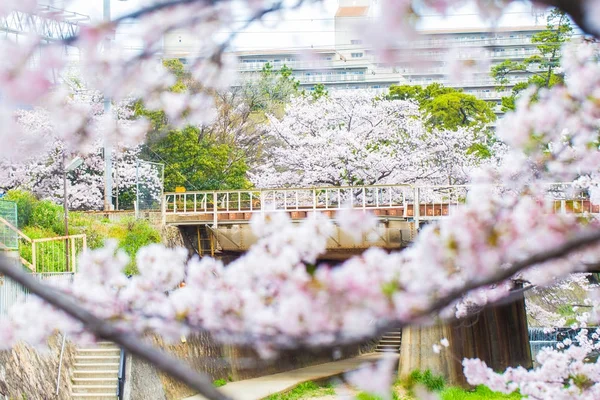 Поїзд Цвітіння Вишні Фон Огляду Визначних Пам Яток Японії — стокове фото