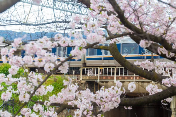 Train with cherry blossom background sightseeing in Japan