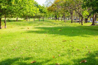 Yeşil Şehir Parkı çim ağaç manzara