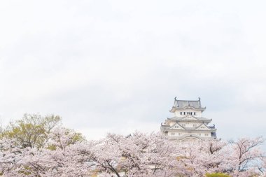 Sakura Japonya'nın en iyi hedef tr için birini Himeji Kalesi