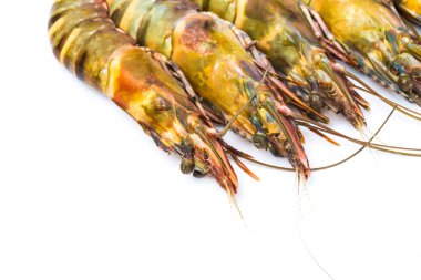 Kaplan deniz karides taze grup