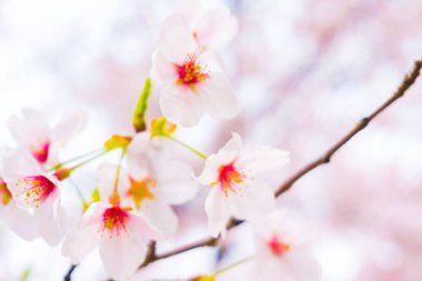 Güzel kiraz çiçeği pembe sakura ağacı kepek bahar zamanında