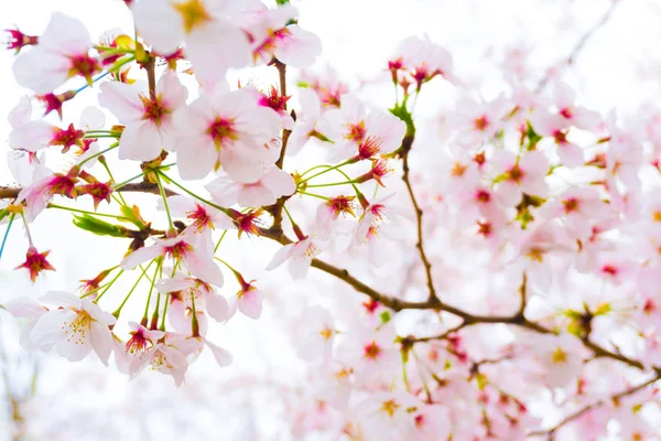 Beautiful cherry blossom pink sakura in spring time on tree bran — Stock Photo, Image