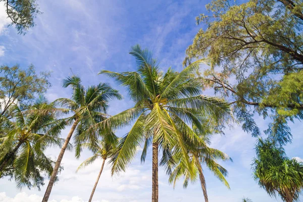 Tropical Beach Coconut Palms Tree Blue Sky Relaxing Paradise Beach — Stock Photo, Image