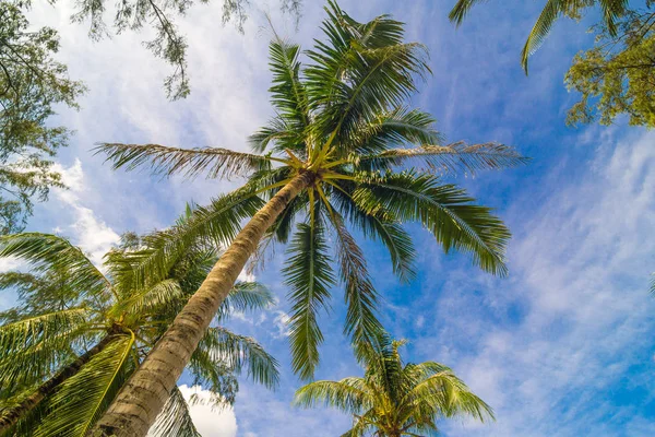 熱帯のビーチとヤシの木ツリー青い空の楽園ビーチでリラックス — ストック写真