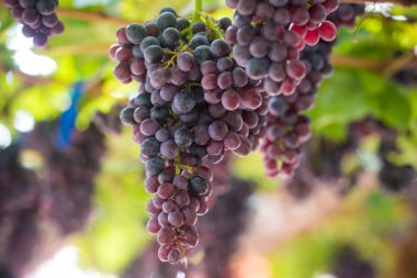 Üzüm bağları meyve hasat için çiftliğinde. Kırmızı şarap üzüm dallarında