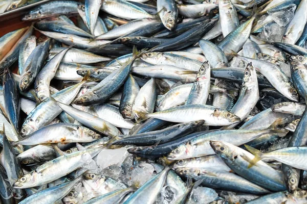 Fresh Mackeral Fish in Fisher Market — Stock Photo, Image
