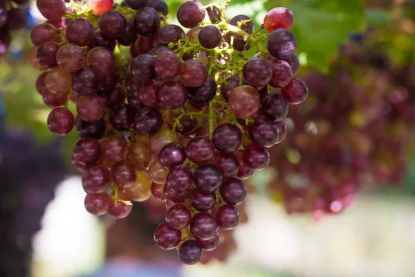 Fruits Vignes Ferme Pour Récolte Branches Raisins Rouges — Photo