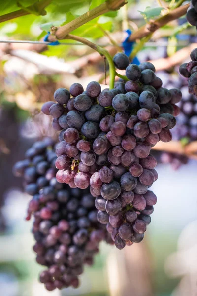 Üzüm Bağları Meyve Hasat Için Çiftliğinde Kırmızı Şarap Üzüm Dallarında — Stok fotoğraf