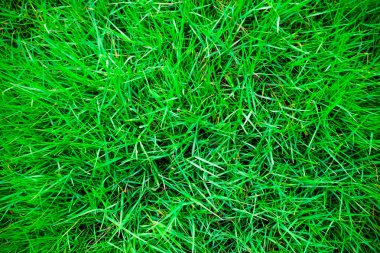 yeşil çim doğa arka plan