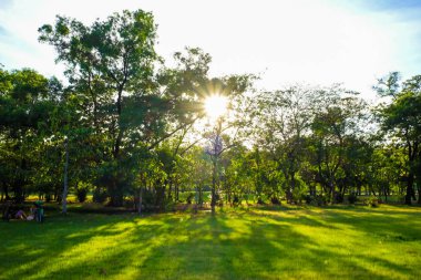 Ağaç ve yeşil çim ile merkez Parkı