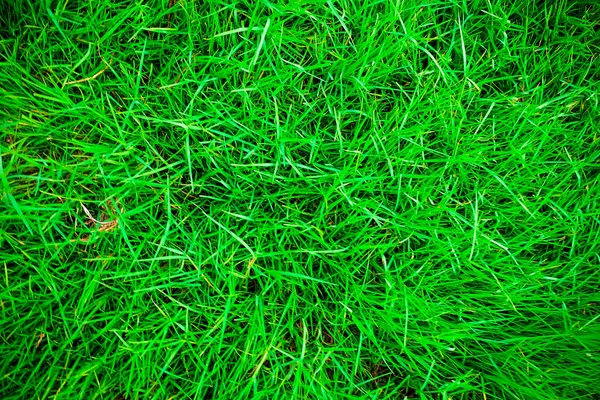 Zelené trávě přírodní pozadí — Stock fotografie