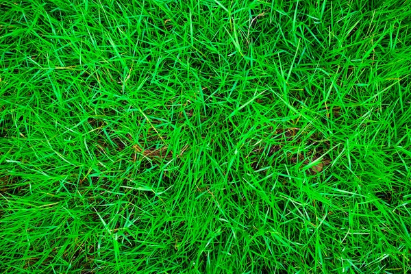 Green grass nature background — Stock Photo, Image
