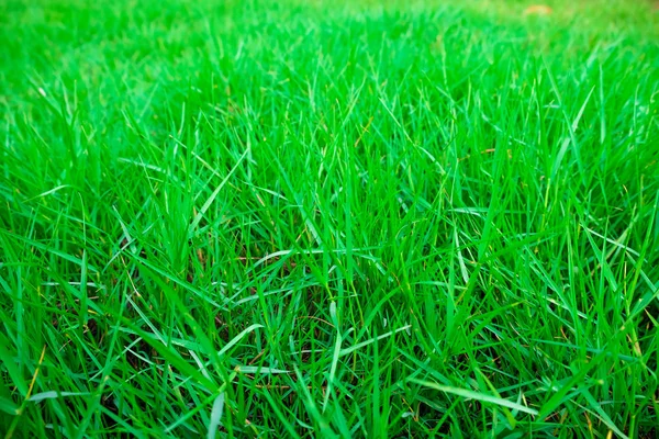 Verde hierba naturaleza fondo — Foto de Stock