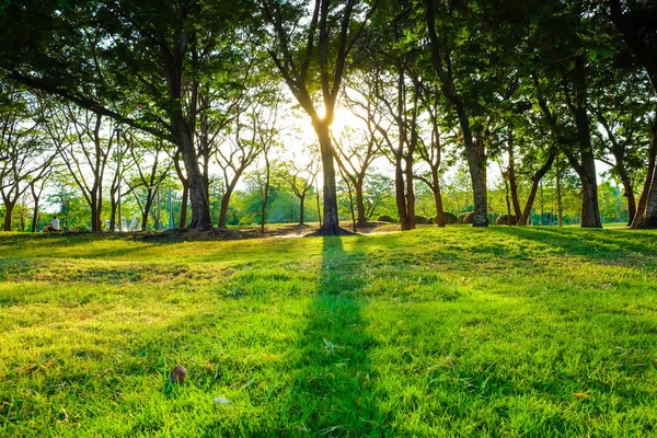 Západ slunce světlo na strom s zelenou louku v městském parku — Stock fotografie