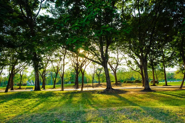 都市公園で緑の草原と木に夕日の光 — ストック写真