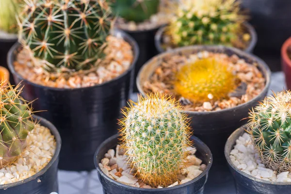 Cactus Growing Pot Decoration Desert Plant — Stock Photo, Image