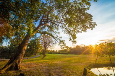 Işık yeşil Şehir Parkı, çayır ve ağaç ağaç üzerinde günbatımı