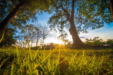 Güzel yaz manzara günbatımı çayır ve Şehir Parkı ağaca