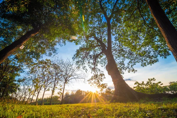 草原と都市公園の木に美しい夏の風景夕日 — ストック写真