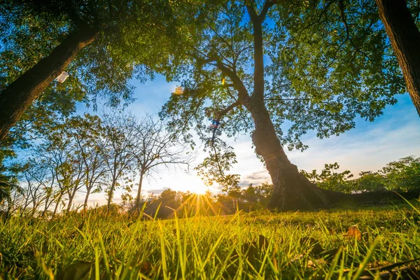 緑の都市公園 草原と木のツリーに沈む夕日の光 — ストック写真