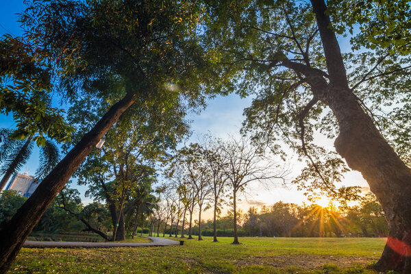Beautiful summer landscape sunset on meadow and tree at city park