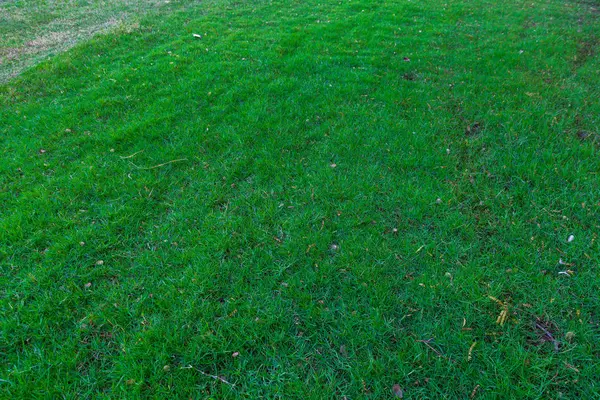 Green Grass Background Public City Park Green Plant Pattern — Stock Photo, Image