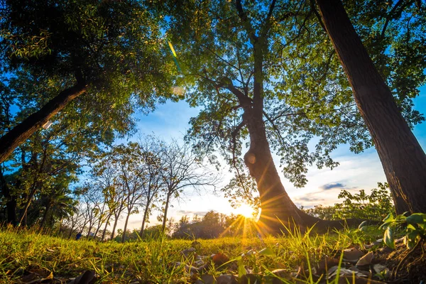 緑の都市公園の木に沈む夕日の光 — ストック写真