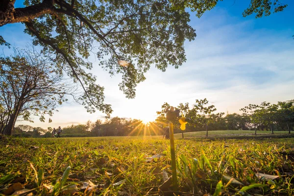 緑の都市公園 草原と木のツリーに沈む夕日の光 — ストック写真