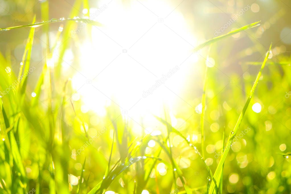 Blurred green grass morning sunrise vivid colour