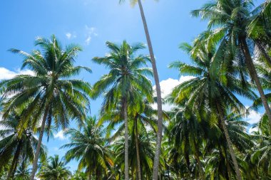 Hindistan cevizi hurma ağacı mavi gökyüzü