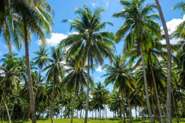 Hindistan cevizi hurma ağacı mavi gökyüzü