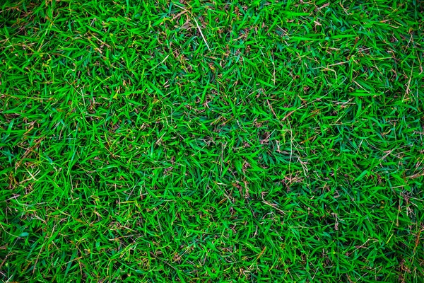 Vista superior verde natureza grama frescura conceito — Fotografia de Stock