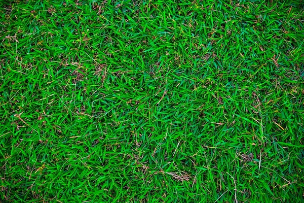 Widok z góry zielony natura trawa świeżość koncepcja — Zdjęcie stockowe